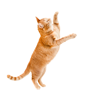 chat fond transparent