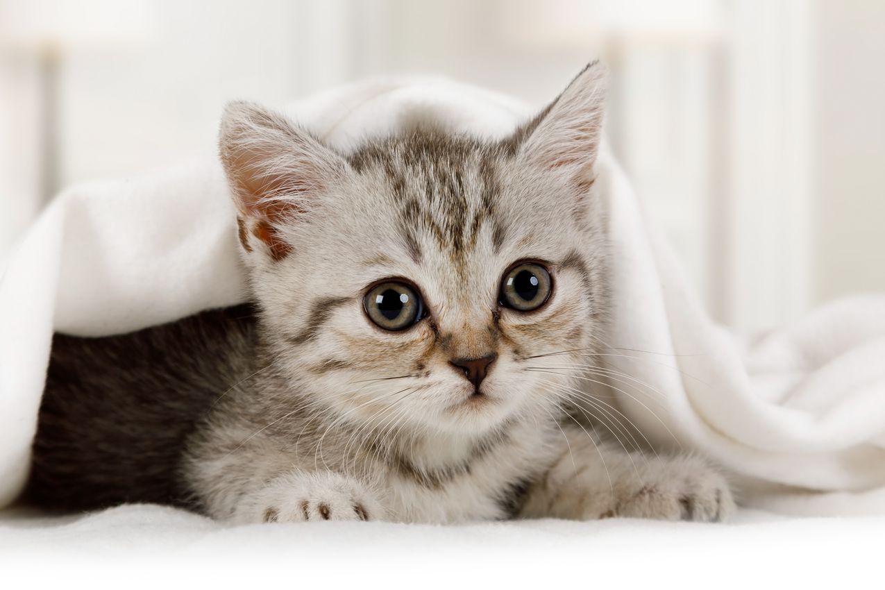 ecommerce pour les chatons