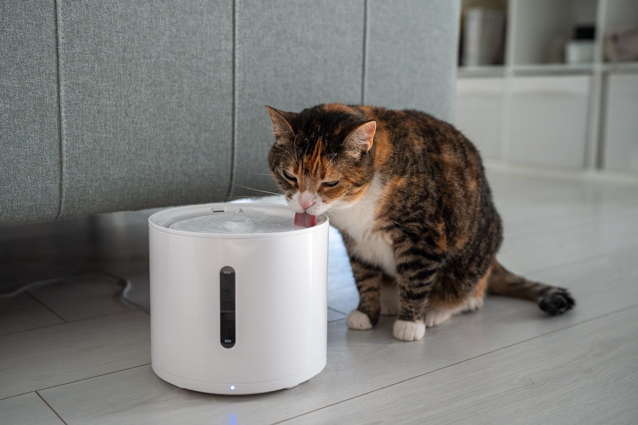 fontaine automatique pour chat easycat