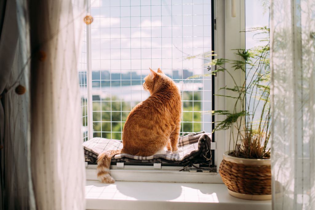 Litière automatique en appartement : ce qui change vraiment