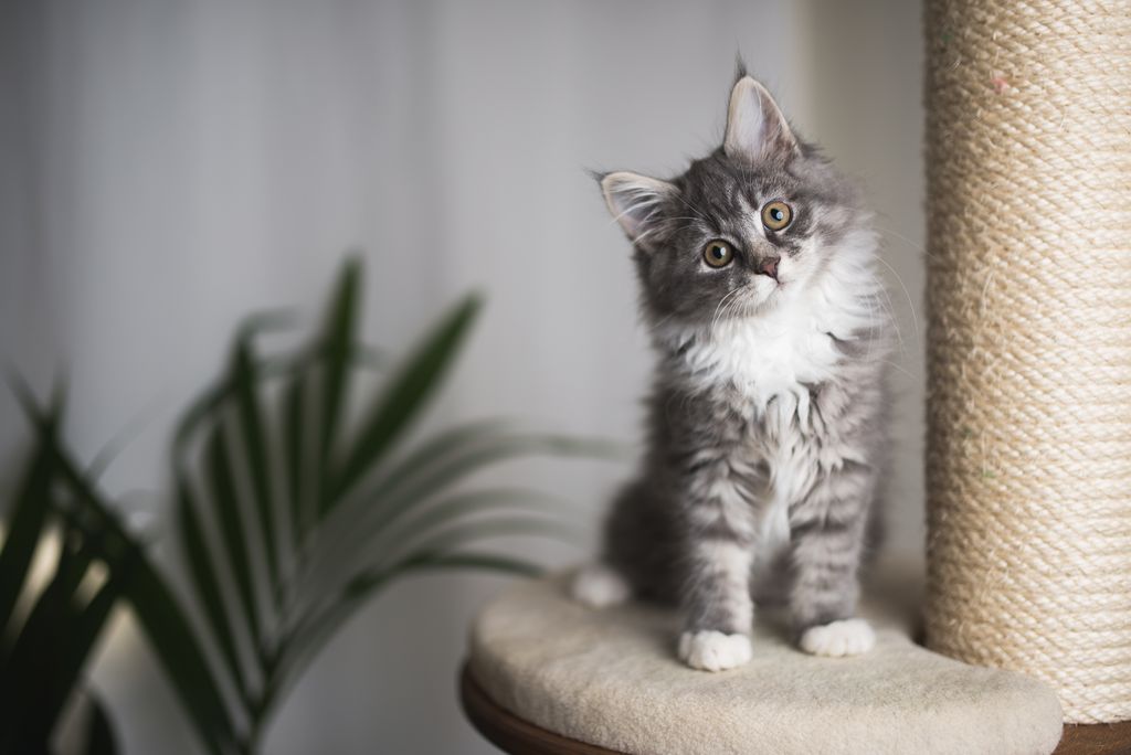 Litière automatique et chaton : à partir de quel âge peut-il l’utiliser ?